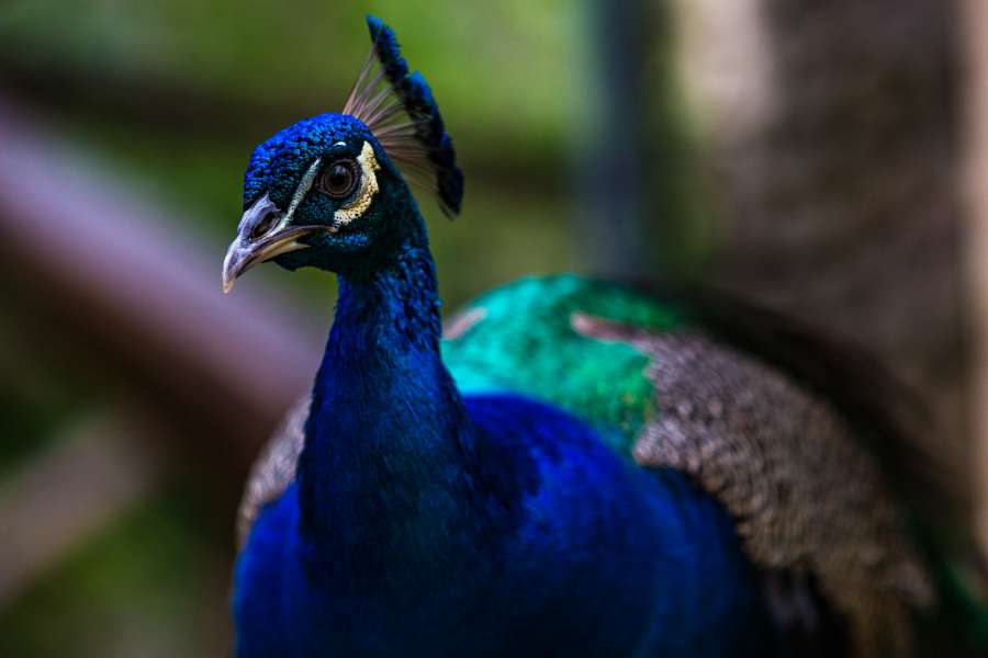 Panama prepares to go out and watch birds